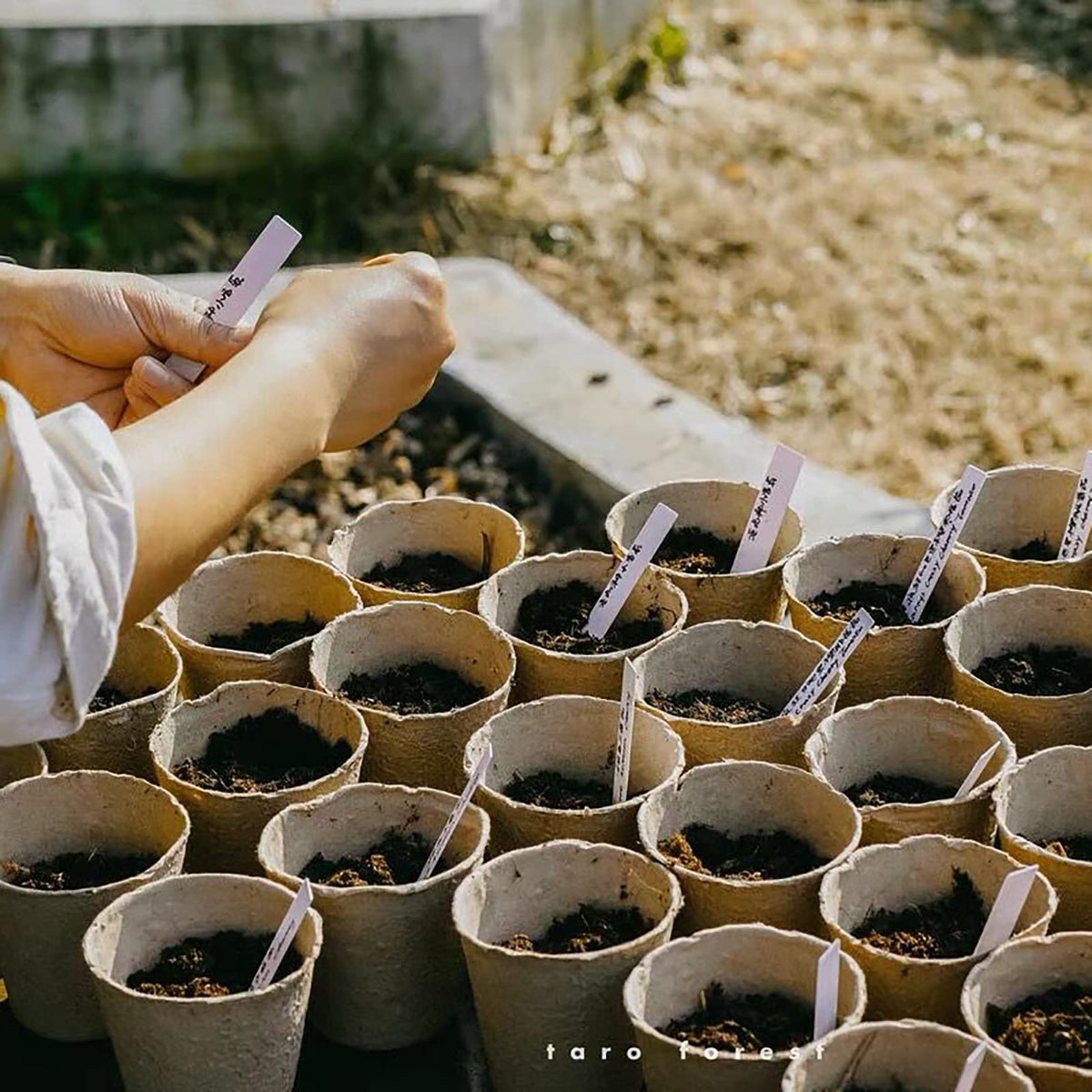 Cedilis biodegradable paper pot degrades in soil for sustainability