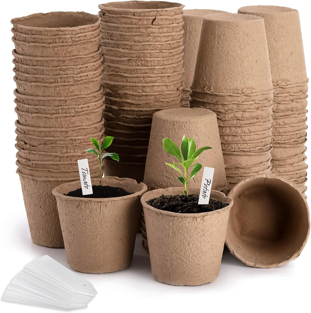 Cedilis peat pot 4-inch starter for seedlings ready for transplant