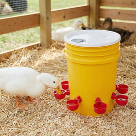 Cedilis automatic cups suit chickens, ducks, turkeys and other backyard birds