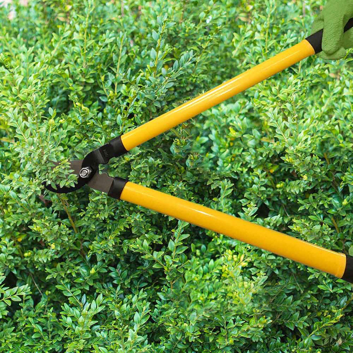 Centurion 1222 cutting action loppers provide smooth, efficient cuts