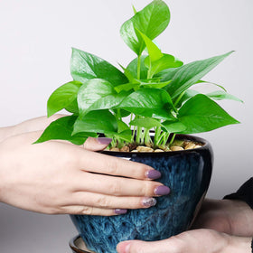 Ceramicfor indoor-outdoor plant container suitable for herbs, succulents, and small plants