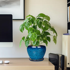 Ceramicfor multi-use planter ideal for orchid, snake plant, and herbs