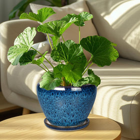 Ceramicfor pot and saucer set keeps surfaces clean and easy to move
