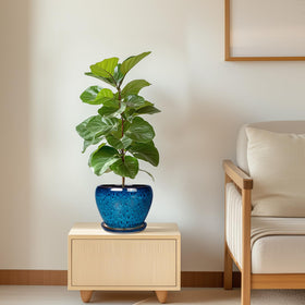 Ceramicfor neat saucer prevents mess while moving plants around
