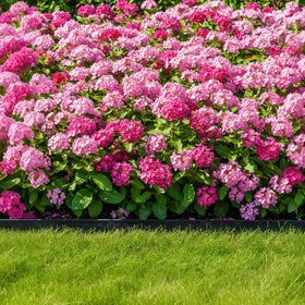 CEWOR edging blocks grass runners and reduces trimming along lawn borders.