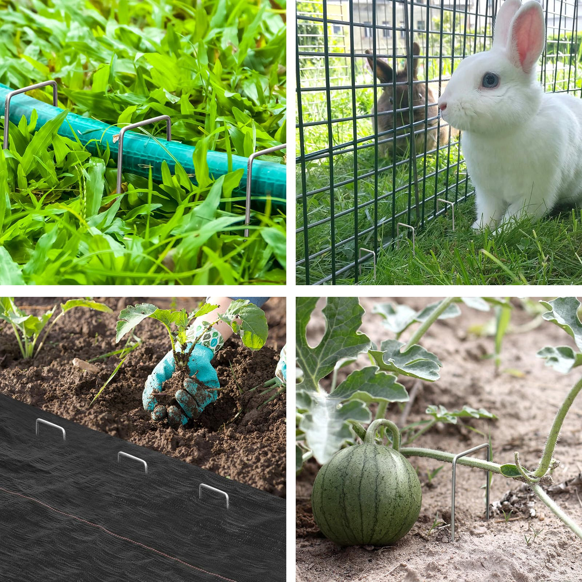 CEWOR irrigation-tube stakes keep hoses aligned.
