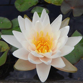 Chalily Water Lily backyard pond scene showing easy installation