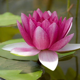 Chalily Water Lily bloom close-up in red for vibrant garden color