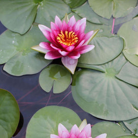 Chalily Water Lily container pond setup for patio gardens