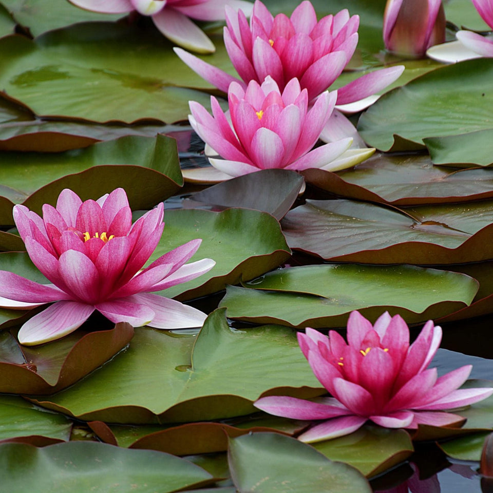 Chalily Water Lily Drop-N-Grow ready to thrive in a pond