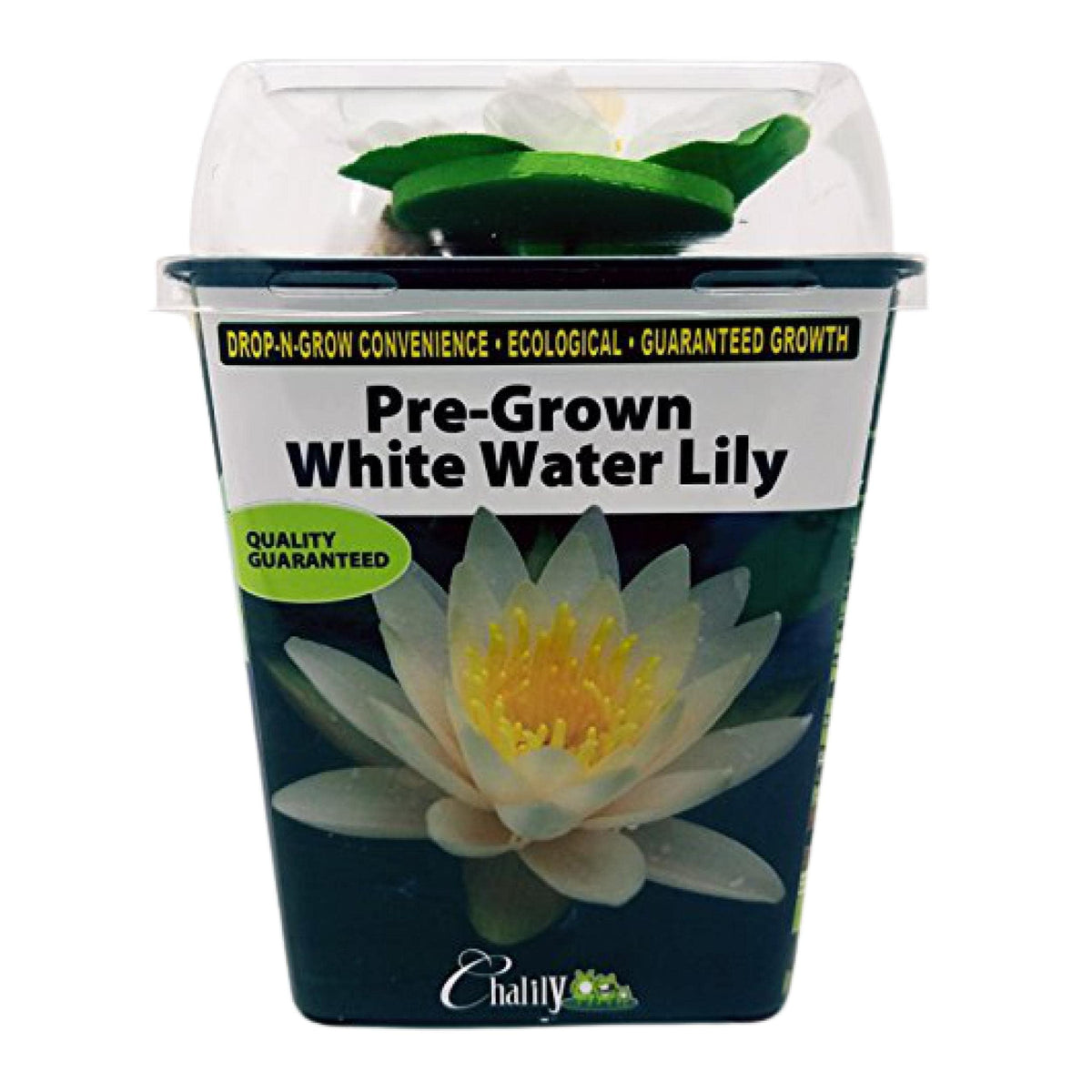 Chalily Water Lily floating pads create habitat for pond life