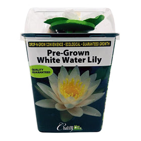 Chalily Water Lily floating pads create habitat for pond life