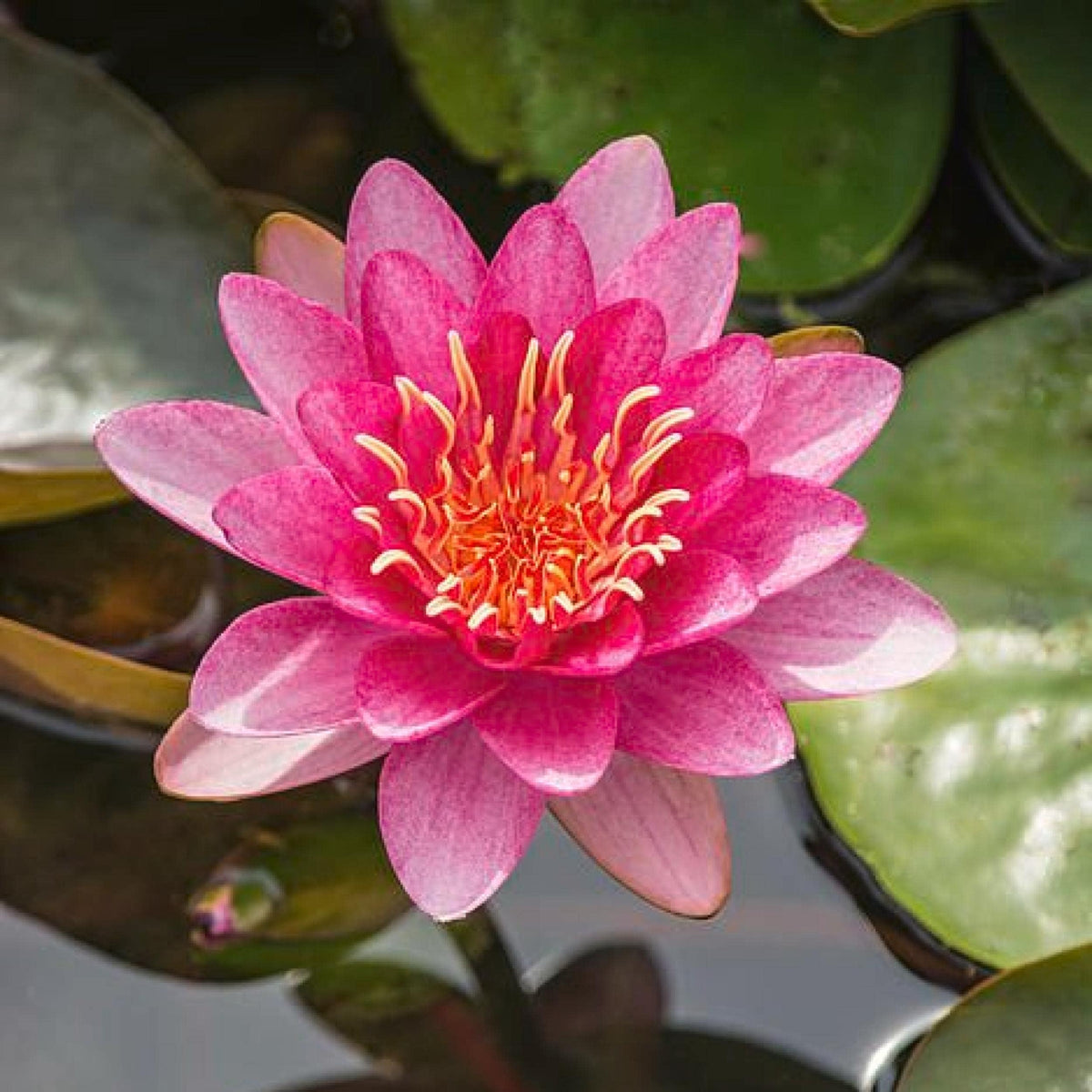 Chalily Water Lily flower detail showcasing rich red petals
