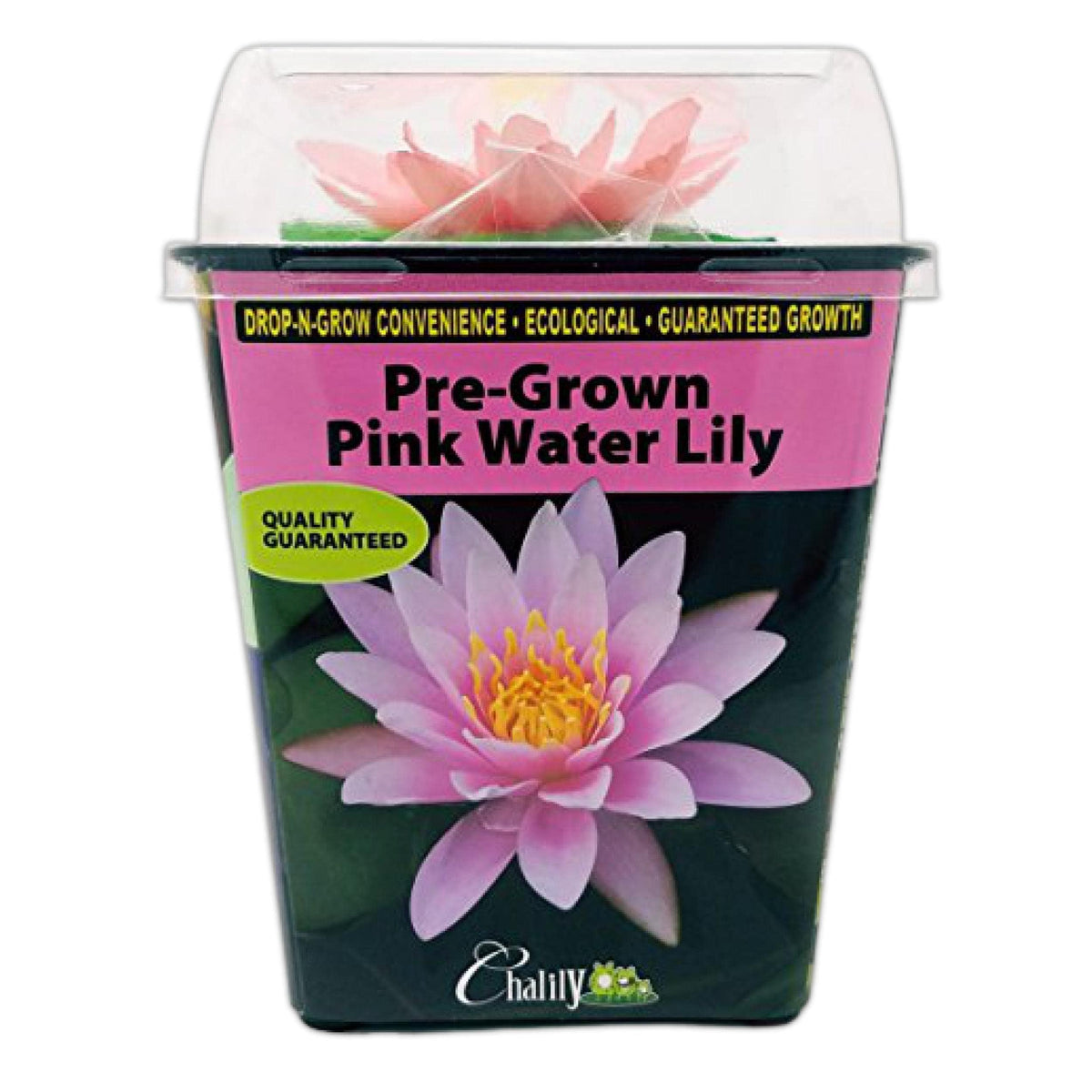 Chalily Water Lily green leaves with dense pads provide pond shade and wildlife shelter