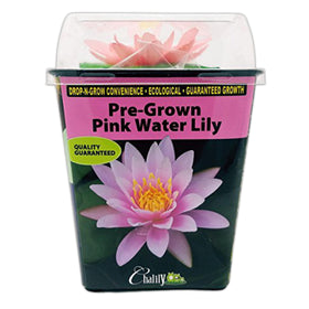 Chalily Water Lily green leaves with dense pads provide pond shade and wildlife shelter