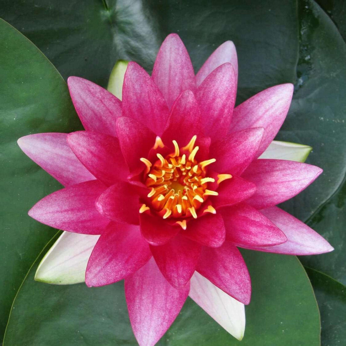Chalily Water Lily hardy perennial for multiple seasons