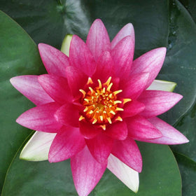 Chalily Water Lily hardy perennial for multiple seasons