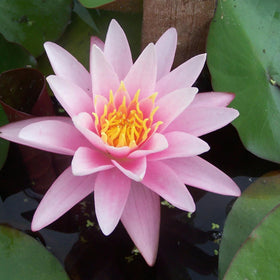 Chalily Water Lily hardy variety supports year-round pond interest and winter resilience