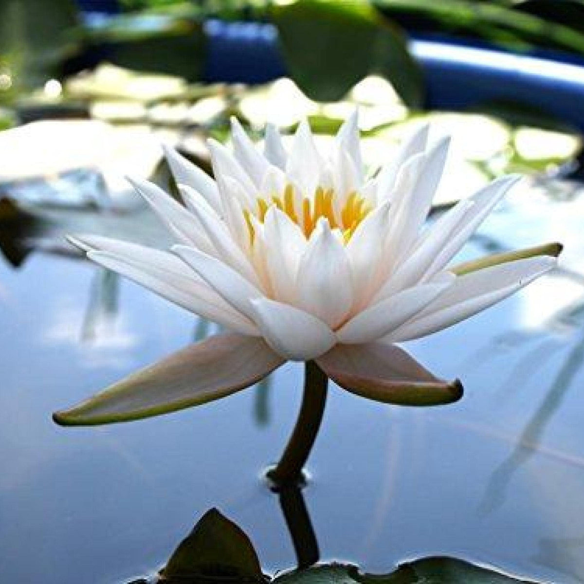 Chalily Water Lily bloom with long stem ready to become a focal point