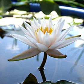 Chalily Water Lily bloom with long stem ready to become a focal point