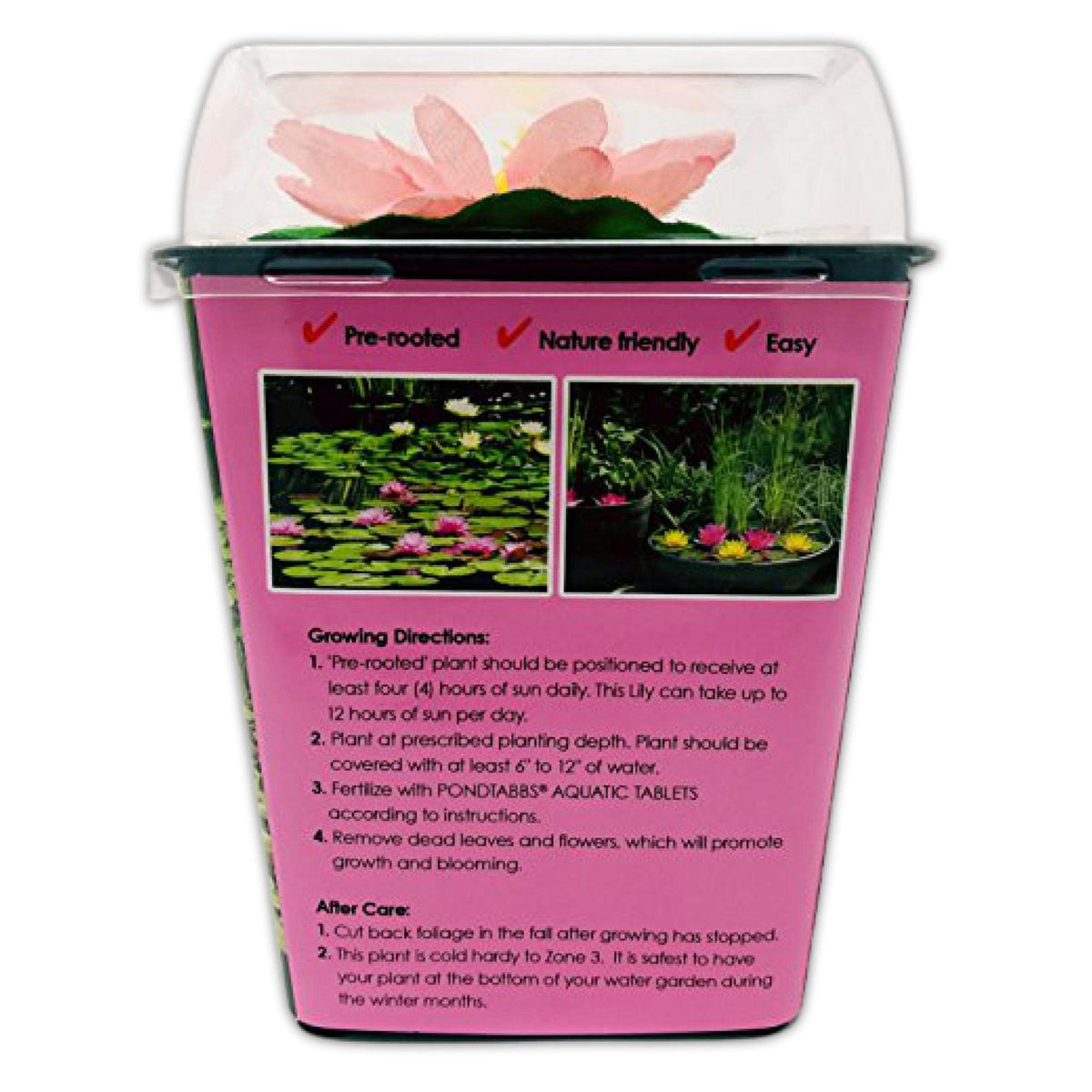 Chalily Water Lily multiple blooms add color and habitat to outdoor water features