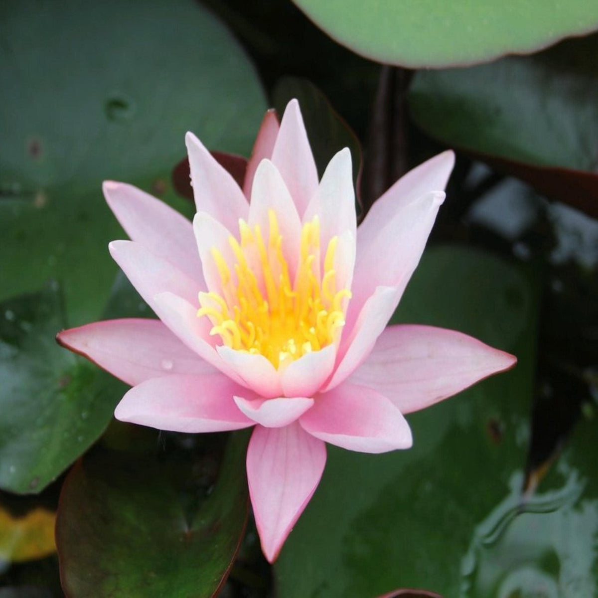 Chalily Water Lily packaging guarantees healthy arrival and disease-free roots