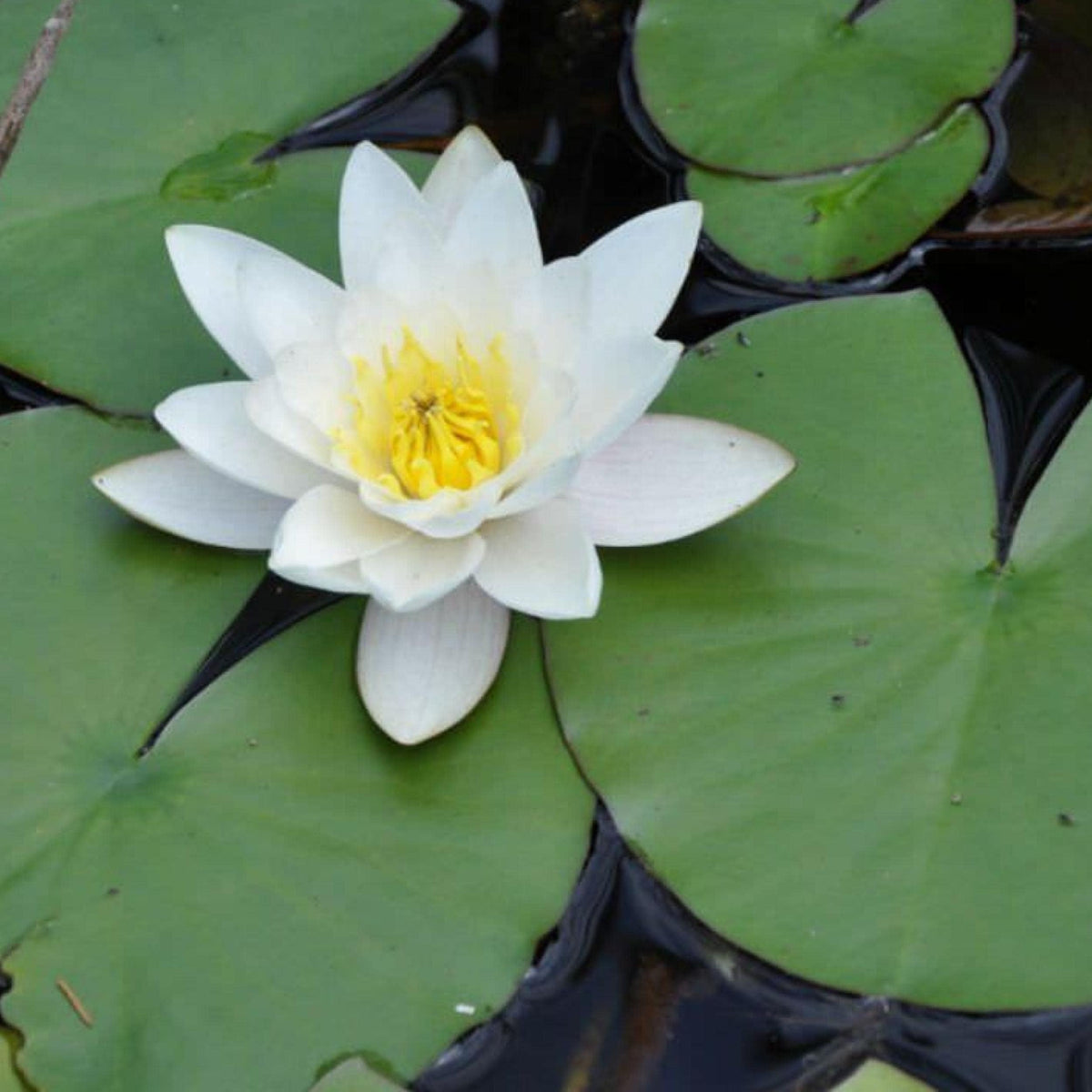 Chalily Water Lily patio container setup with resilient foliage