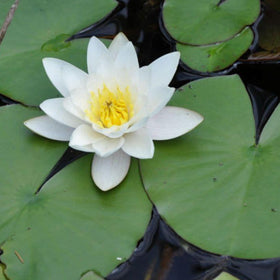 Chalily Water Lily patio container setup with resilient foliage