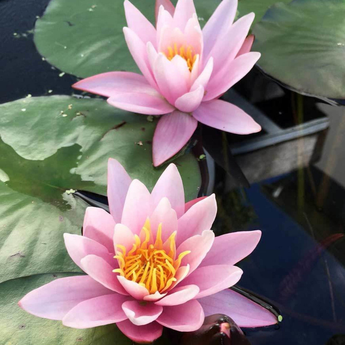 Chalily Water Lily pink bloom close-up shows vibrant petals for a pond focal point