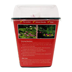 Chalily Water Lily boosts pond ecosystem with shade and balance