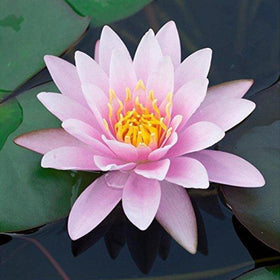 Chalily Water Lily pond scene in sunlight highlights blooming potential and ecosystem benefits