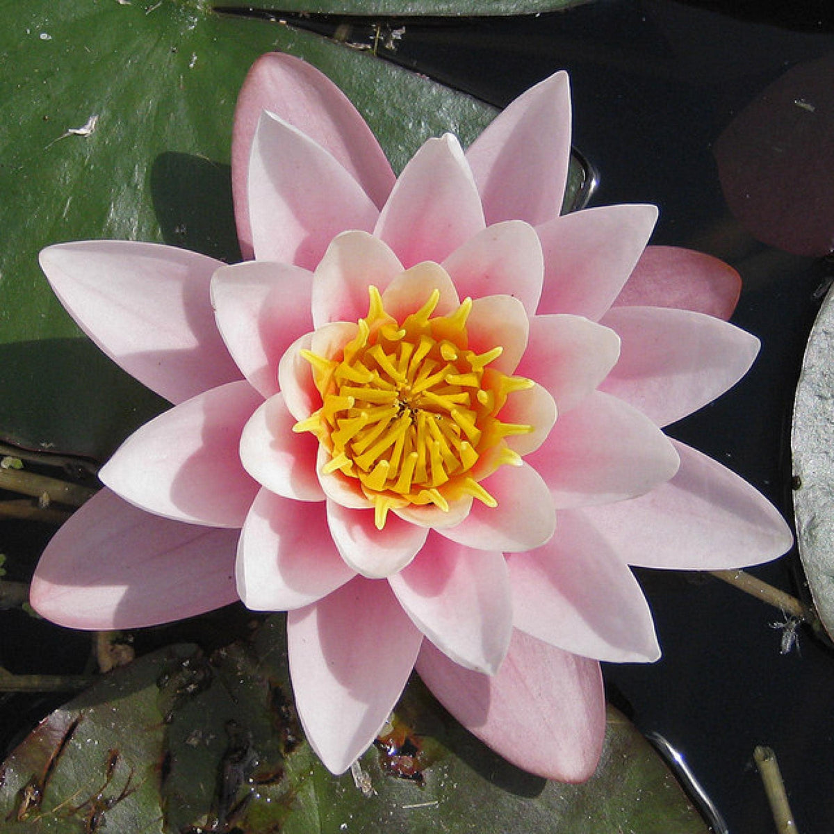 Chalily Water Lily potted plant ready for easy pond installation and quick growth