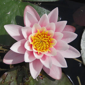 Chalily Water Lily potted plant ready for easy pond installation and quick growth