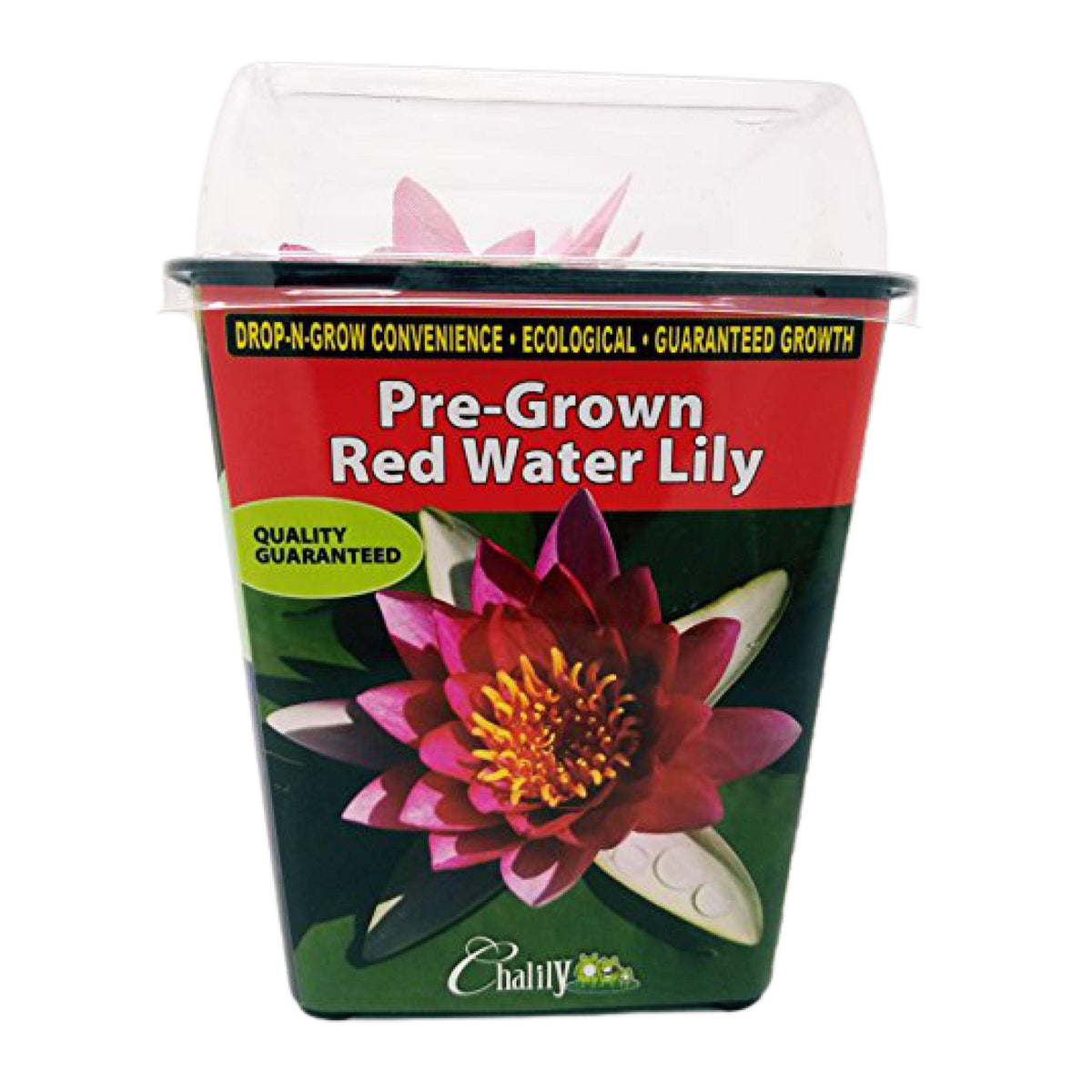 Chalily Water Lily pre-grown plant for easy pond setup