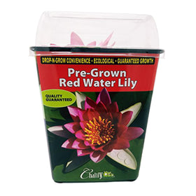 Chalily Water Lily pre-grown plant for easy pond setup