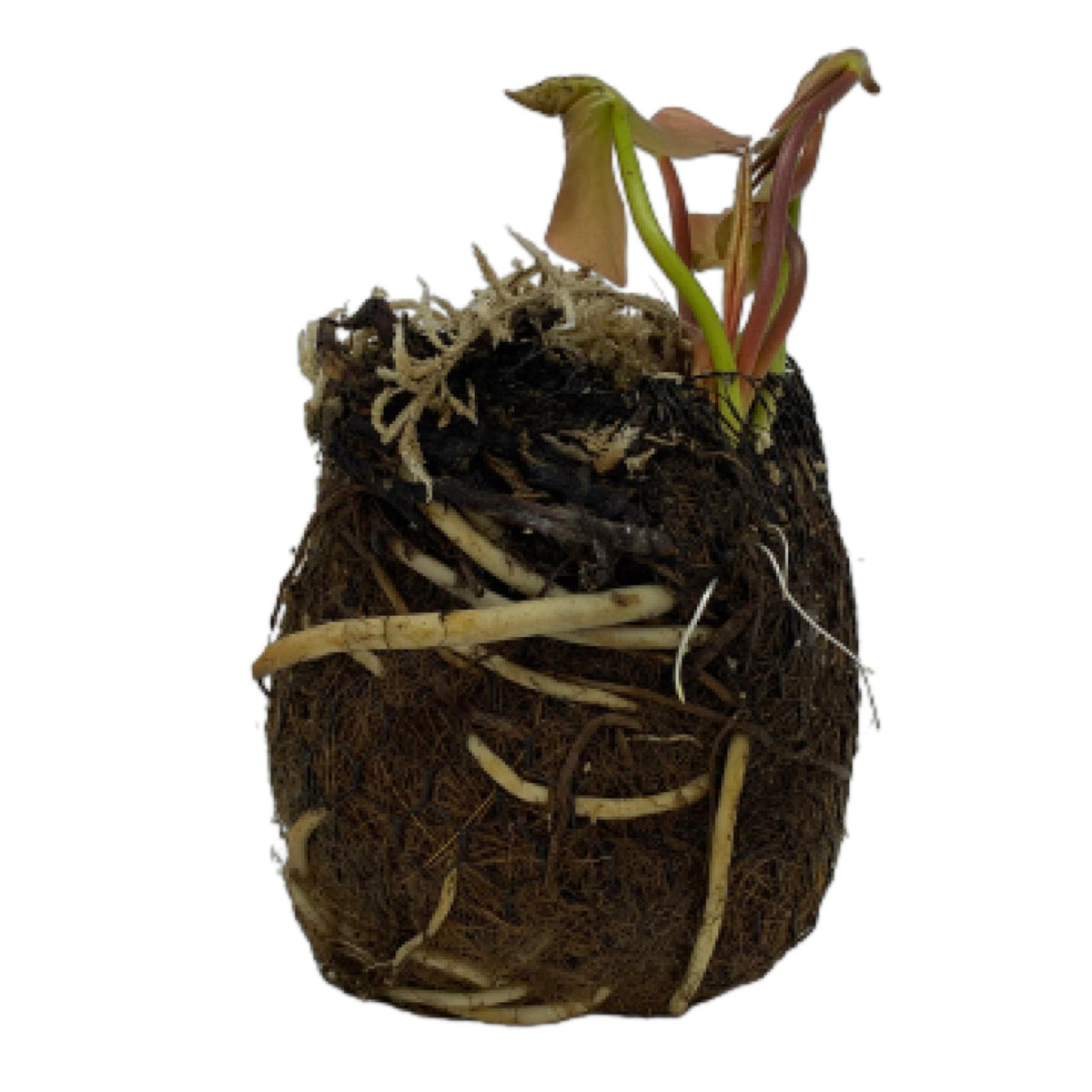Chalily Water Lily pre-grown rooted plant ready to drop into ponds and containers