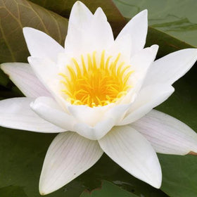 Chalily Water Lily pre grown roots ready to drop into your pond