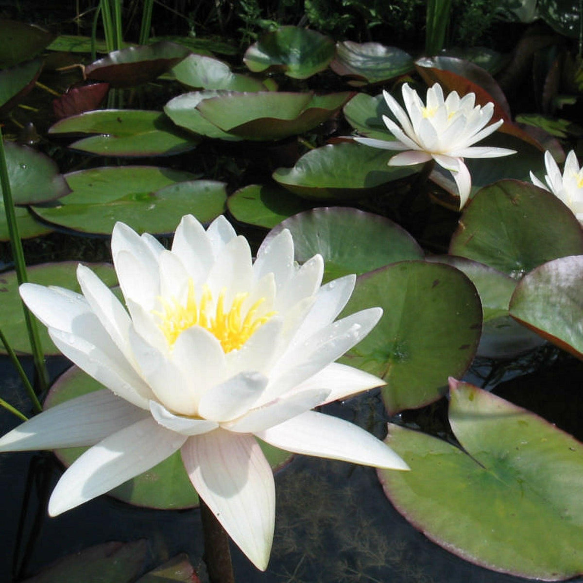 Chalily Water Lily white bloom floats above glossy pads for pond visuals