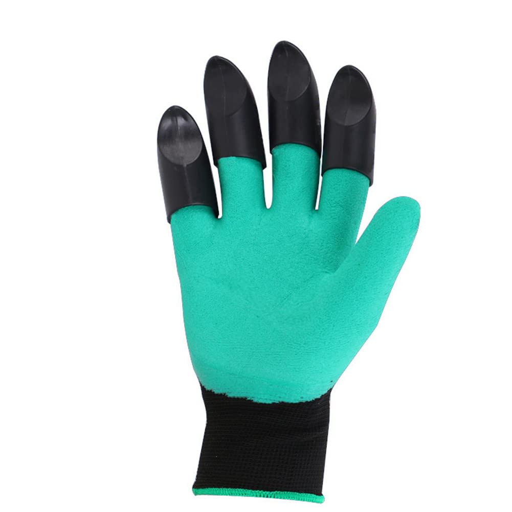 Chargenyang rose pruning with gloves protect hands during thorny stems.