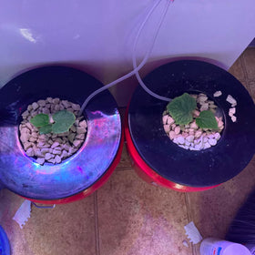 CHTASO 5-gallon bucket lid enables easy lifting and transport of plants