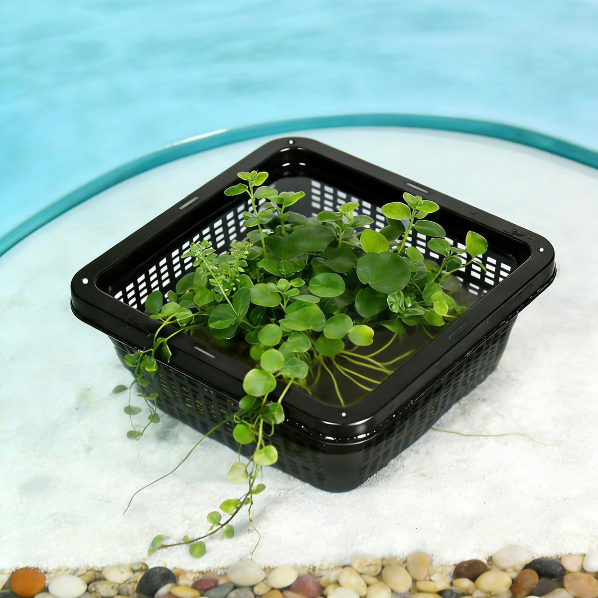 Root protection from fish while keeping soil contained.
