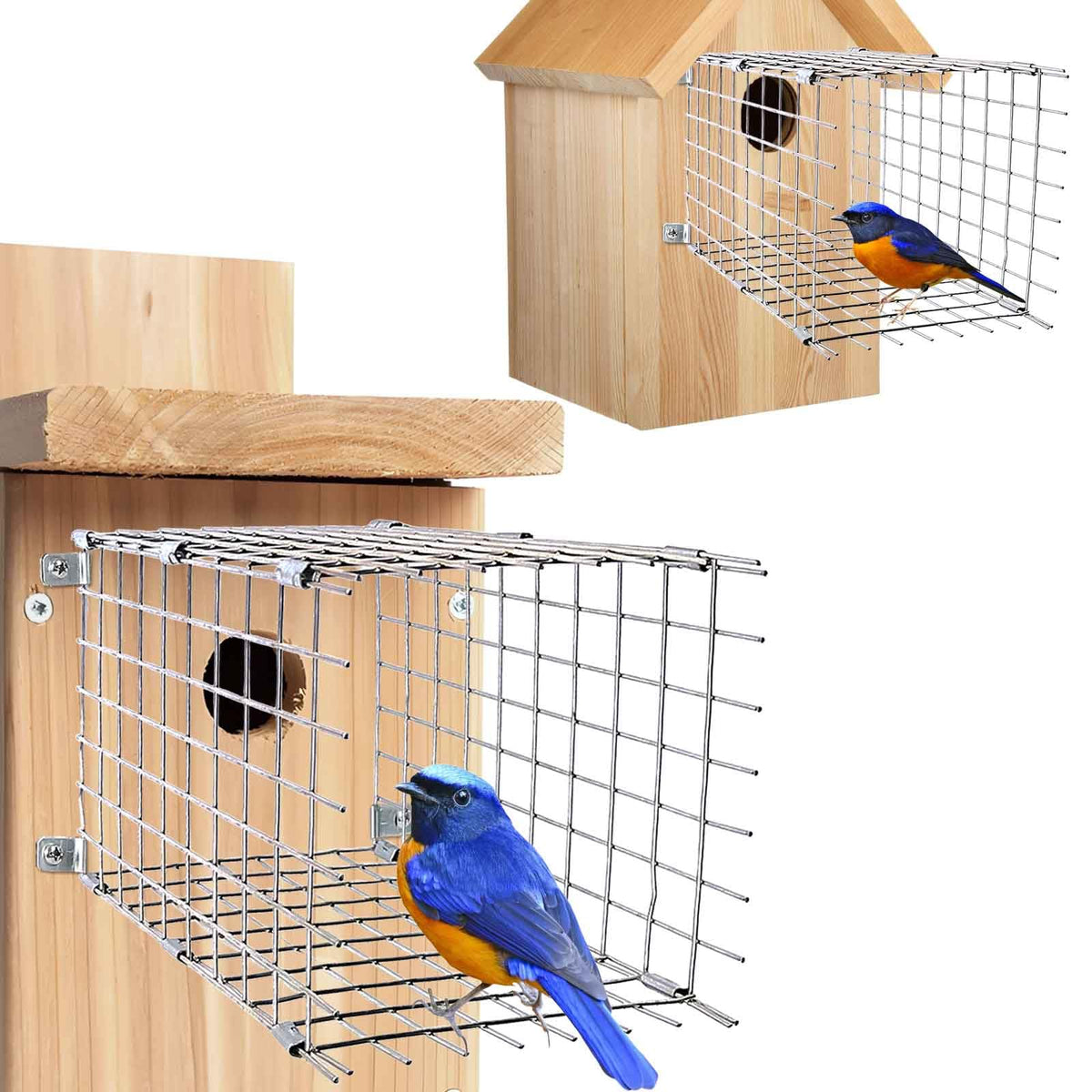 Chephon bluebird predator guard installed on birdhouse to deter predators during nesting.