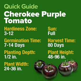 Harvest-ready Cherokee Purple tomatoes with distinct skin and color