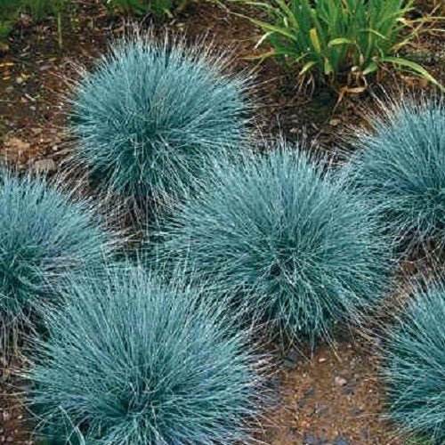 Cheryl's Unique Flower Seeds blue fescue seed adds drought-tolerant border color.