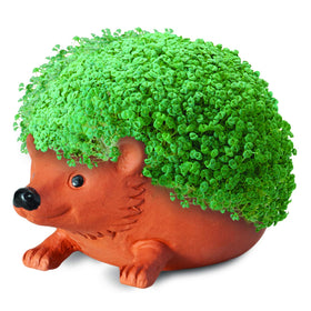 Chia Hedgehog planter demonstrates quick growth and playful decor for any room.