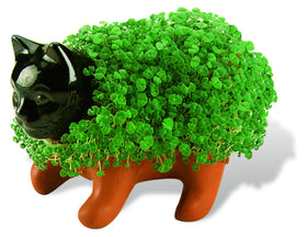 Chia Pet Kitten growth coat forming lush green fur in 1–2 weeks