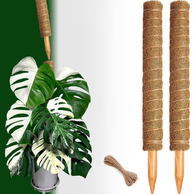 CHIAFFI durable, reusable moss pole for long-term plant training.