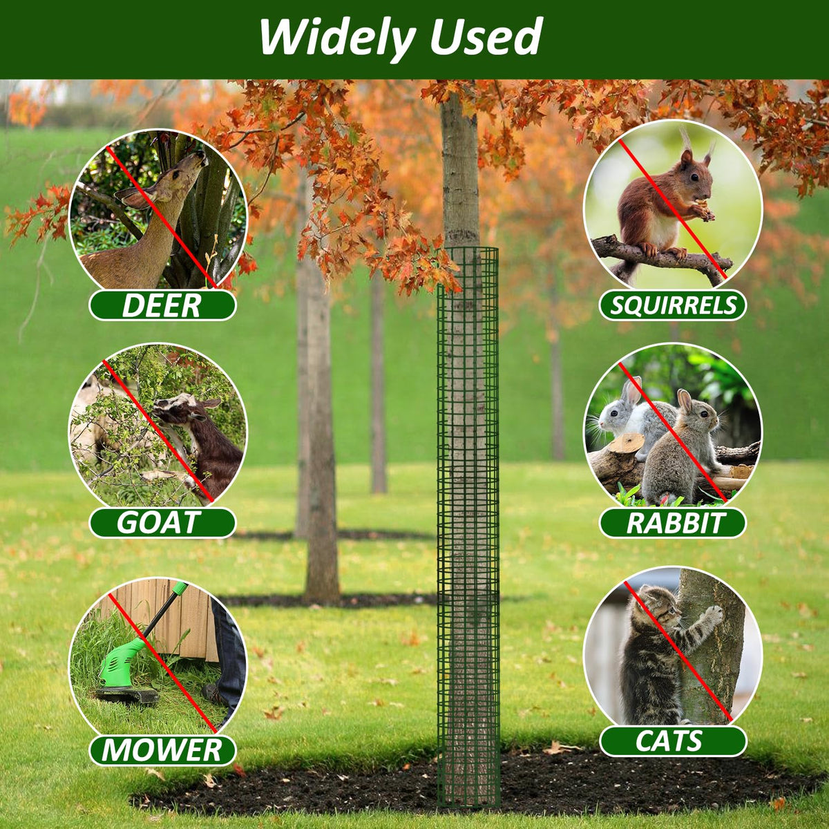 Chicarry guards protect saplings in a yard from deer and lawn equipment.