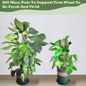 Chicarry moss pole supports lush foliage and aerial root attachment for Monstera