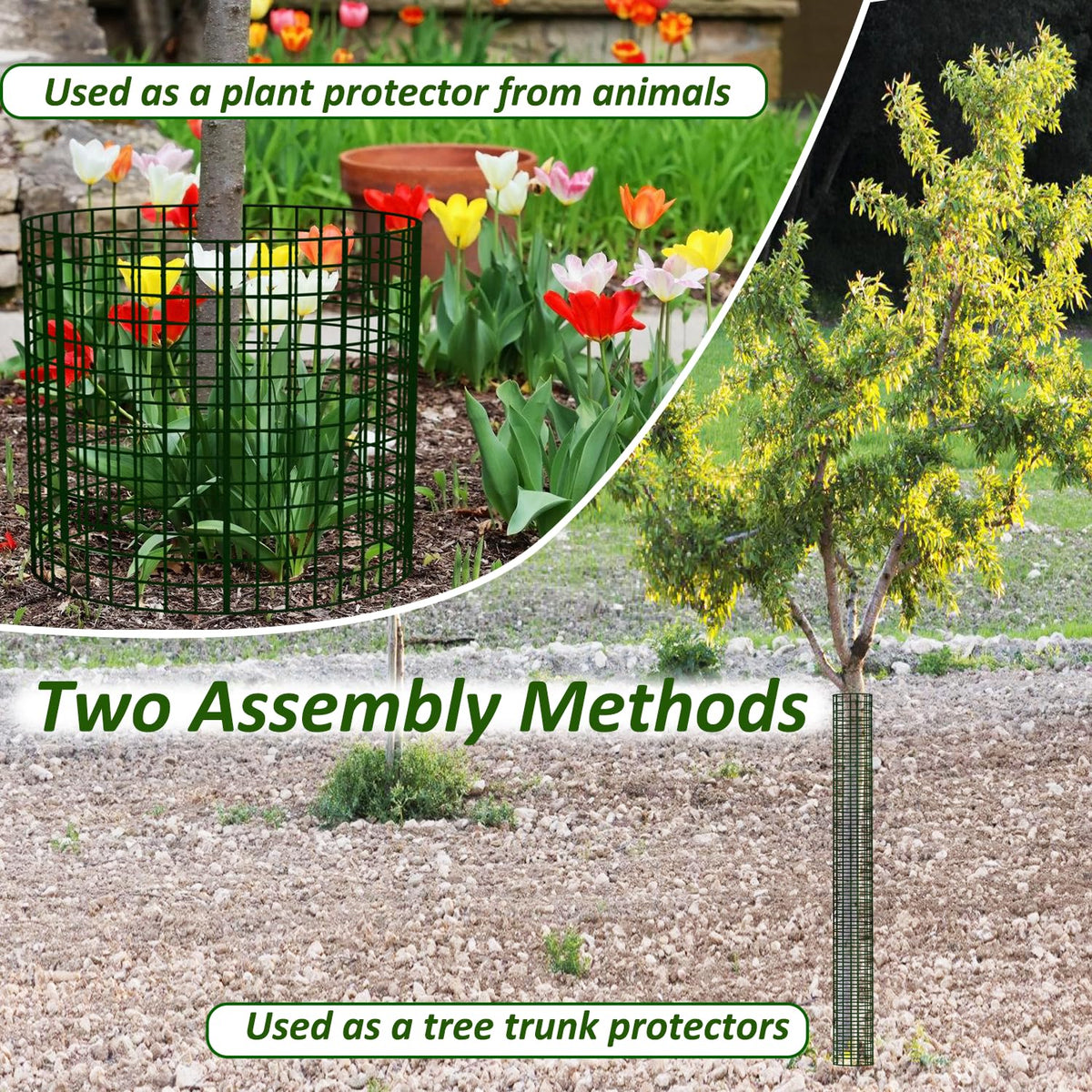 Chicarry guard acts as a growth aid, guiding upward growth of a young tree.